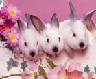 Üç tavşan